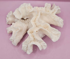Vintage Open Brain Coral Decorative Piece - 8.5