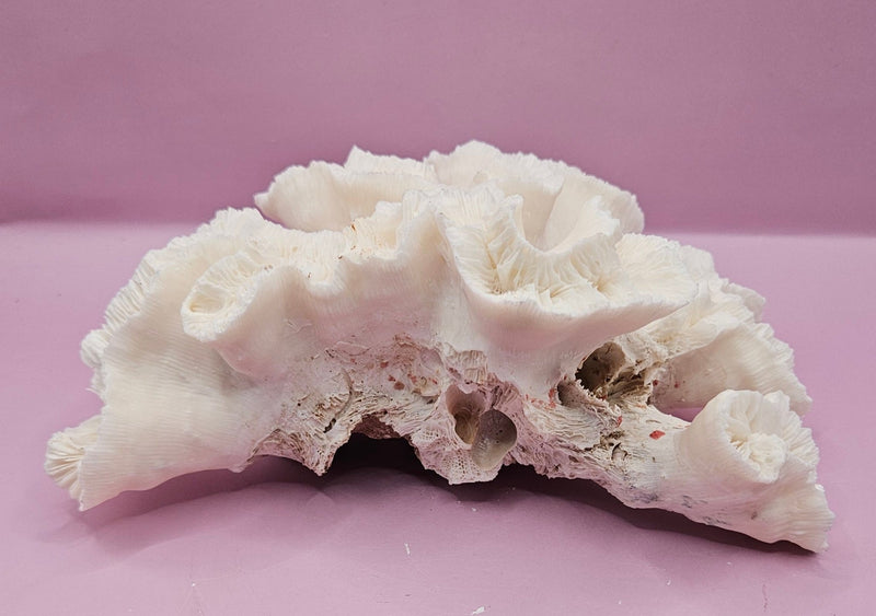 Vintage Open Brain Coral Decorative Piece - 8.5"x6"x3.25" - CoralLoving Coastal Living