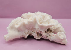 Vintage Open Brain Coral Decorative Piece - 8.5