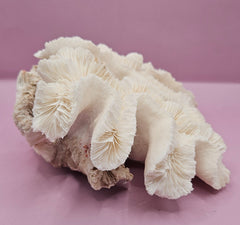 Vintage Open Brain Coral Decorative Piece - 8