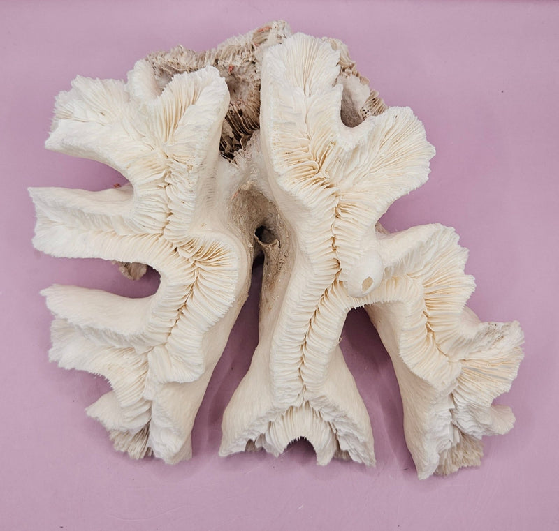 Vintage Open Brain Coral Decorative Piece - 8"x7.5"x3.75" - CoralLoving Coastal Living