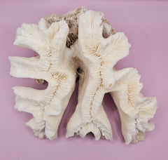 Vintage Open Brain Coral Decorative Piece - 8