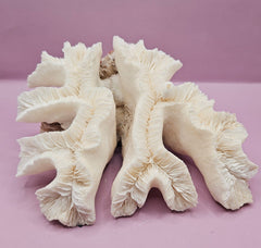Vintage Open Brain Coral Decorative Piece - 8