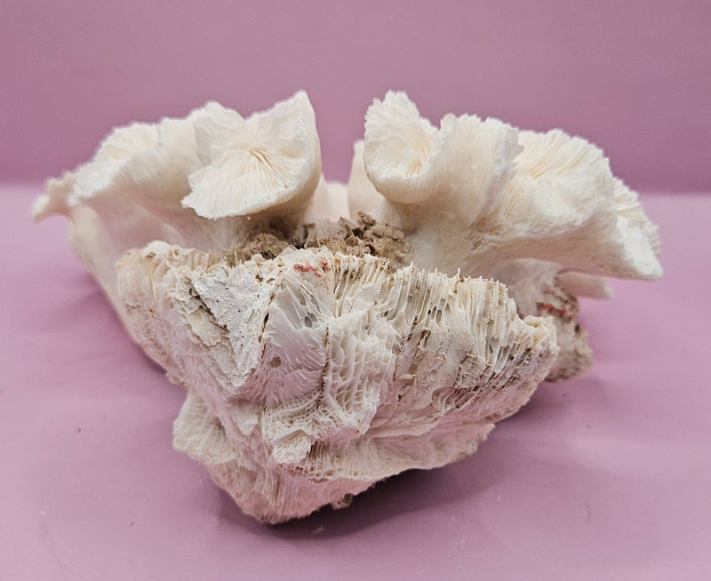 Vintage Open Brain Coral Decorative Piece - 8"x7.5"x3.75" - CoralLoving Coastal Living