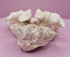 Vintage Open Brain Coral Decorative Piece - 8