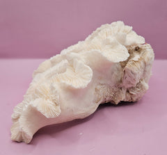 Vintage Open Brain Coral Decorative Piece - 8