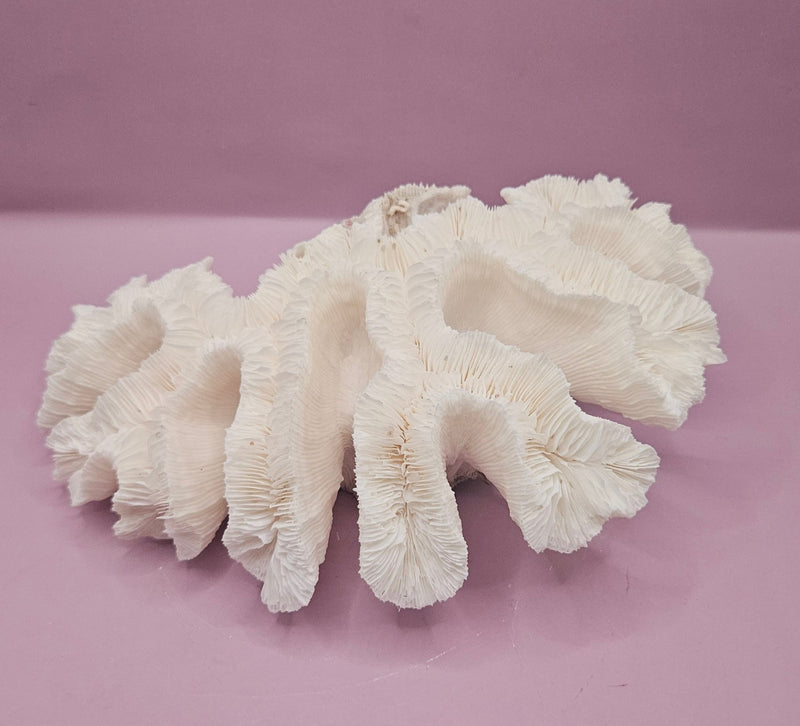 Vintage Open Brain Coral Decorative Piece - 9.5"x6.5" - CoralLoving Coastal Living