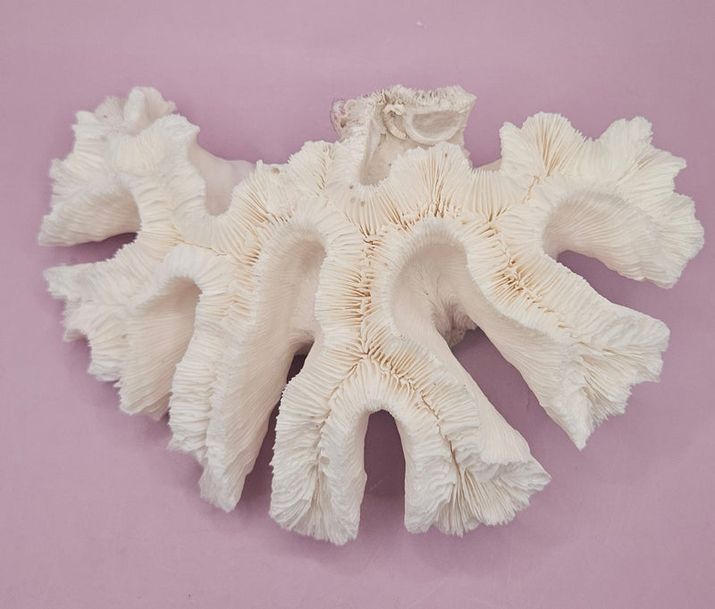 Vintage Open Brain Coral Decorative Piece - 9.5"x6.5" - CoralLoving Coastal Living