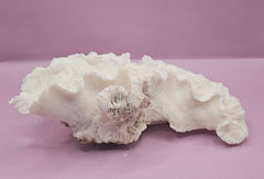Vintage Open Brain Coral Decorative Piece - 9.5