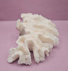 Vintage Open Brain Coral Decorative Piece - 9.5