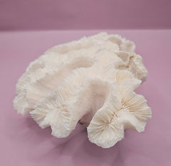 Vintage Open Brain Coral Decorative Piece - 9.5