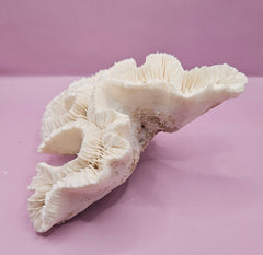 Vintage Open Brain Coral Decorative Piece - 9