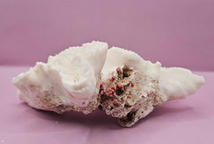 Vintage Open Brain Coral Decorative Piece - 9