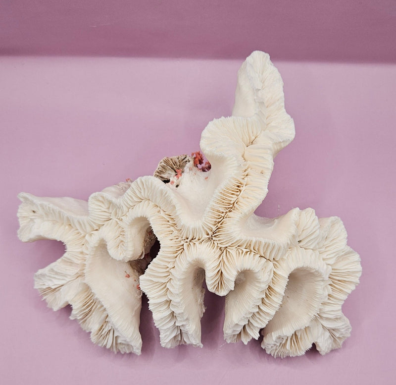 Vintage Open Brain Coral Decorative Piece - 9"x6.75"x3.5" - CoralLoving Coastal Living