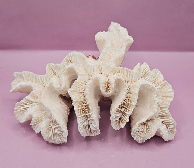 Vintage Open Brain Coral Decorative Piece - 9"x6.75"x3.5" - CoralLoving Coastal Living