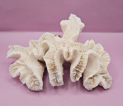 Vintage Open Brain Coral Decorative Piece - 9