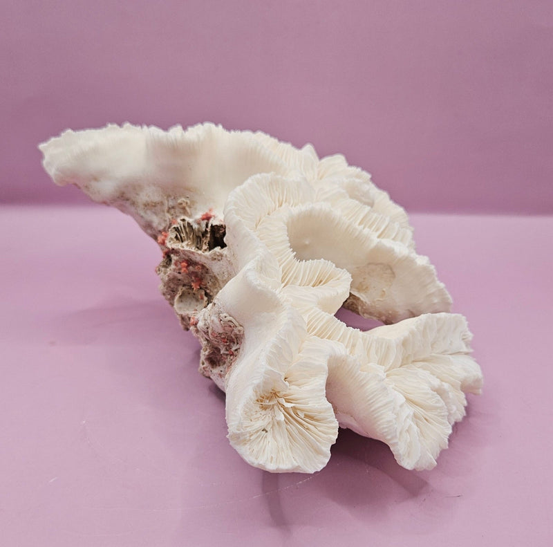 Vintage Open Brain Coral Decorative Piece - 9"x6.75"x3.5" - CoralLoving Coastal Living