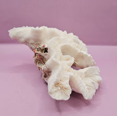Vintage Open Brain Coral Decorative Piece - 9