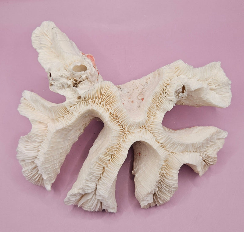 Vintage Open Brain Coral Decorative Piece - 9"x7.5"x3.5" - CoralLoving Coastal Living