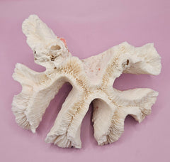 Vintage Open Brain Coral Decorative Piece - 9