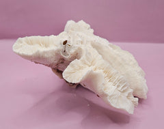 Vintage Open Brain Coral Decorative Piece - 9