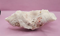 Vintage Open Brain Coral Decorative Piece - 9