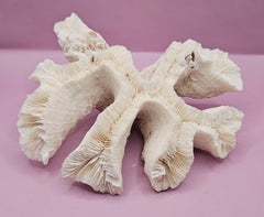 Vintage Open Brain Coral Decorative Piece - 9