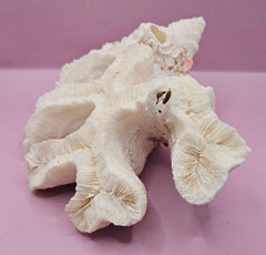 Vintage Open Brain Coral Decorative Piece - 9