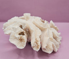 Vintage Open Brain Coral Decorative Piece - 9