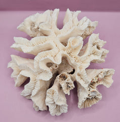 Vintage Open Brain Coral Decorative Piece - 9