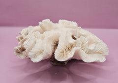Vintage Open Brain Coral Decorative Piece - 9