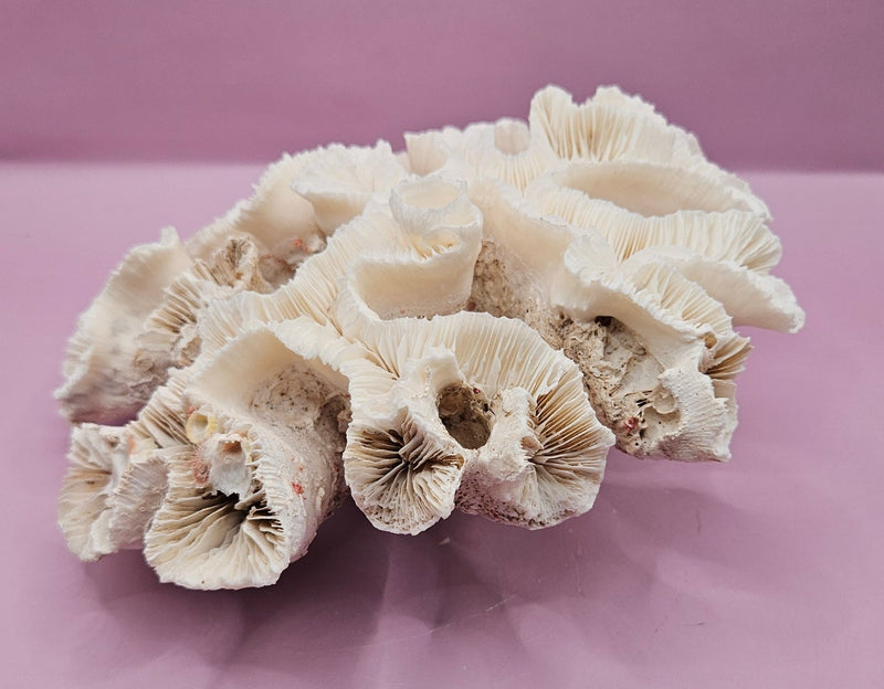 Vintage Open Brain Coral Decorative Piece - 9"x8.75"x3.5" - CoralLoving Coastal Living
