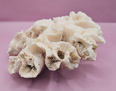 Vintage Open Brain Coral Decorative Piece - 9