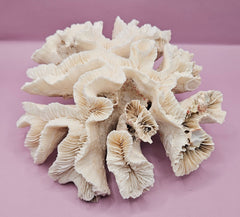 Vintage Open Brain Coral Decorative Piece - 9