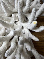 Vintage Pacific Elkhorn Coral - 17