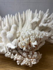 Vintage Pacific Elkhorn Coral - 17
