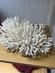 Vintage Pacific Elkhorn Coral - 17