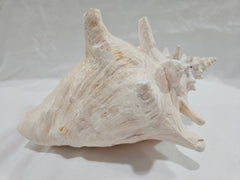 Vintage Pink Queen Conch, No Piercing - ShelllsLoving Coastal Living