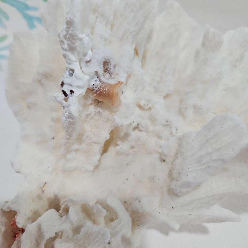Vintage Poca Coral - 5.5" - coralTideline