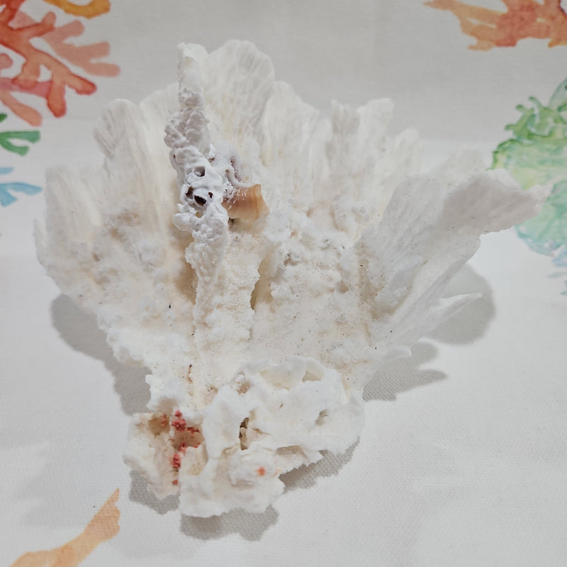 Vintage Poca Coral - 5.5" - coralTideline