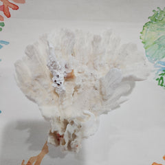 Vintage Poca Coral - 5.5