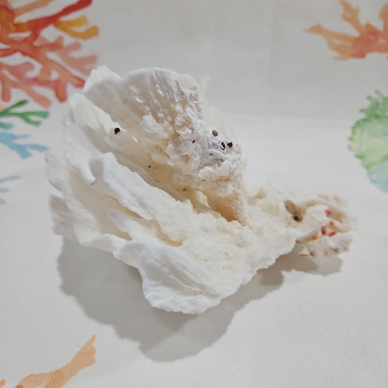 Vintage Poca Coral - 5.5" - coralTideline