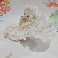 Vintage Poca Coral - 5.5