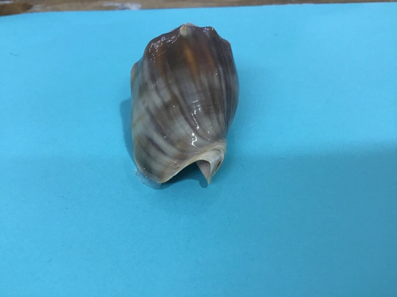 Vintage Rare Highly Pigmented Volute - Loving Coastal Living