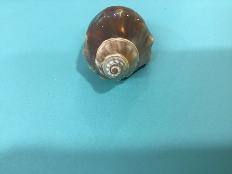 Vintage Rare Highly Pigmented Volute - Loving Coastal Living
