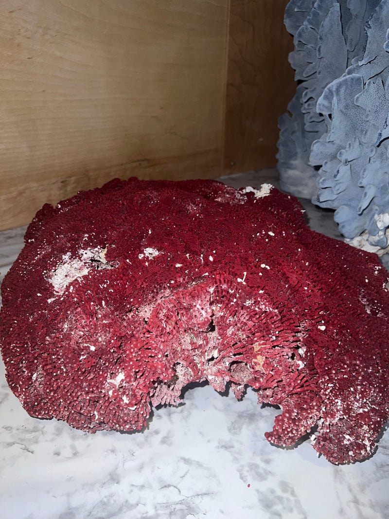 Vintage Raw Red Pipe Coral - 17" - coralTideline