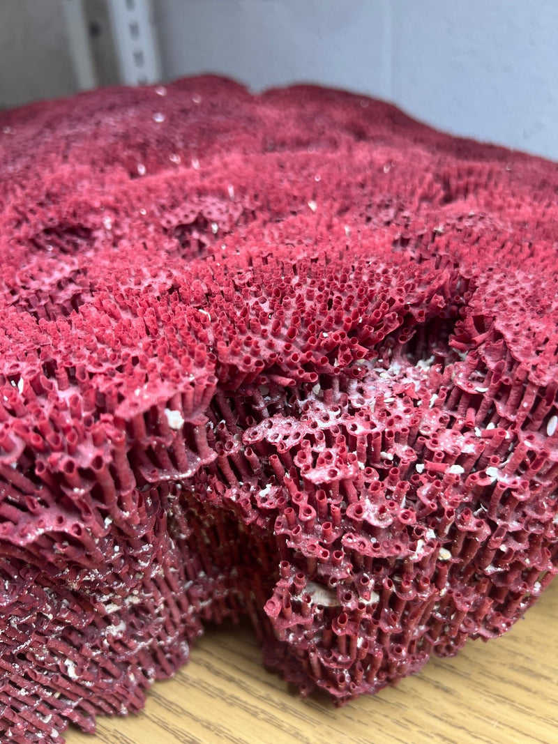 Vintage Red Pipe Coral - 21" - coralTideline
