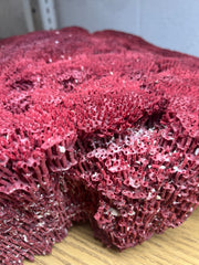 Vintage Red Pipe Coral - 21
