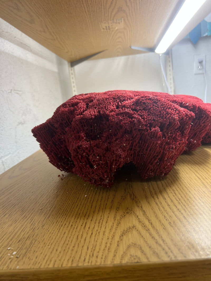 Vintage Red Pipe Coral - 21" - coralTideline