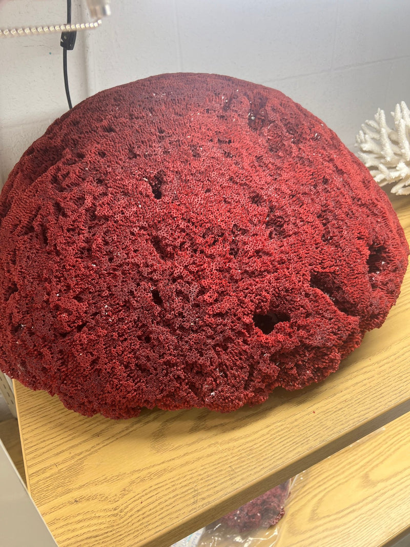 Vintage Red Pipe Coral - 25" - coralTideline